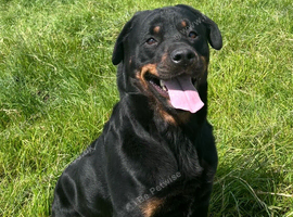 Forever Home Wanted- Gorgeous Rottweiler Girl Luna