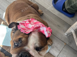 Margaret The English bulldog