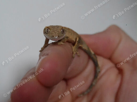 Baby created geckos for sale