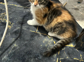 Kitten