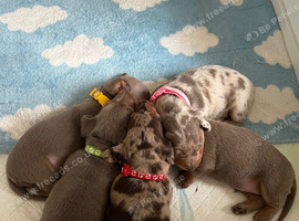Miniature Dachshund Puppies