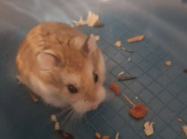 male russian dwarf hamster