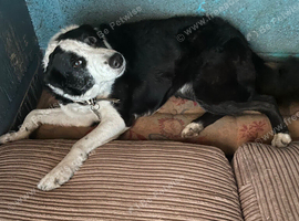 Border Collie needing a good home