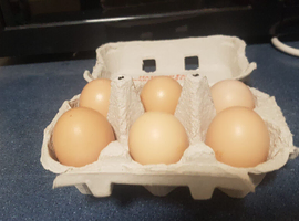 Silkie Hatching eggs