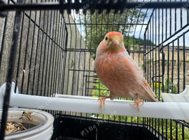 Redpoll x goldfinch mule