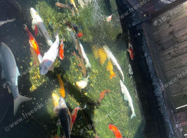 Pond fish