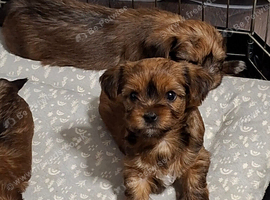 Biewer Terrier / Yorkie pups