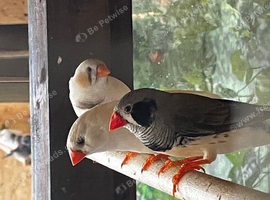Young Zebra Finches