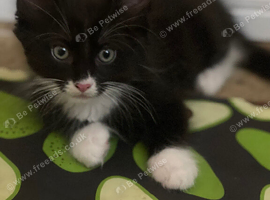 Half Maine coon kittens