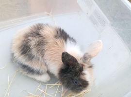Lop cross lionhead babies