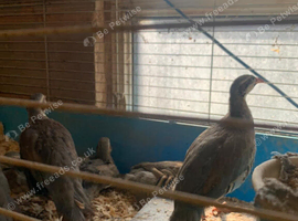 Chukar partridges