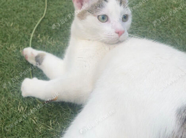 4 months old male cat