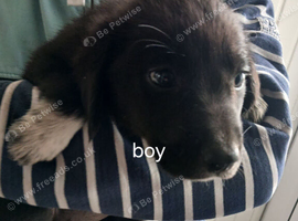 Labrador x collies