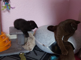 Bradford 4 british shorthair kittens ready