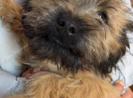 Staffy x cockerpoo