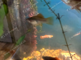 Baby mix guppies
