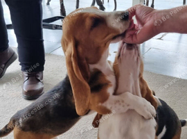 17 week old basset girl