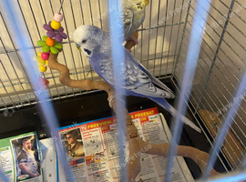 2 budgies plus cage