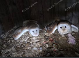 Breeding pair of barn owls