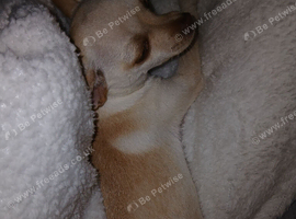 Chihuhua female puppy for sale