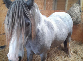 Blue & white welsh a cross cob mare