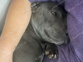 Blue Staffy Bitch
