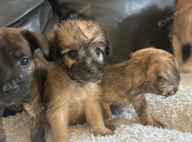 Frenchie Poo Puppies