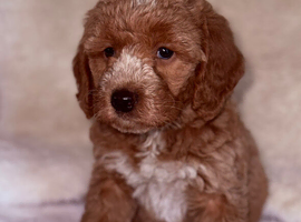 Australian labradoodles