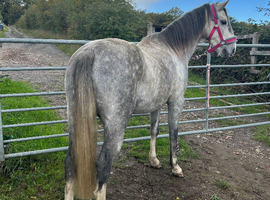Beautiful grey 13.2 5yrs mare