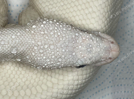 Reducing collection of ball pythons