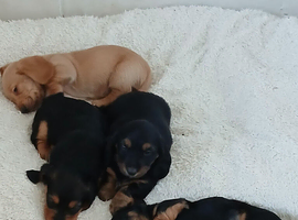 Basset x daschund