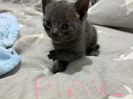 Grey kittens