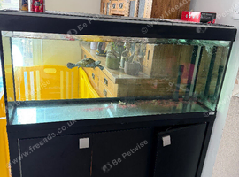 Diamond back terrapin male