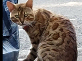 Leopard bendal cat MALE FOUND WADSHELF VILLGE AREA Been roaming there for over a month now but he's being looked after family & Sheffield cat shelter