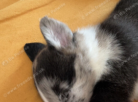 Collie X Malinios puppies
