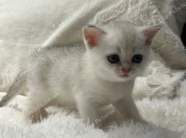 British shorthair