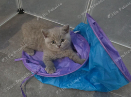 Ready now Full british shorthair kittens