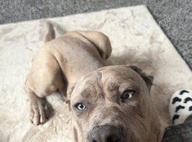 5 month old cane corso/mastiff boy for sale