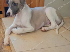 Well bred whippet pups