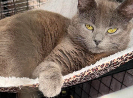 Persian x Siamese