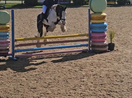 14.2 Super fun SJ/XC/PC pony.