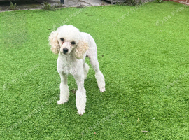 Gorgeous Male Toy Poodle