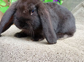 French lop ready now