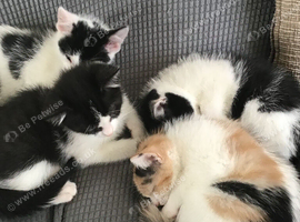 Kittens