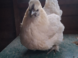 2 white crossbreed hens