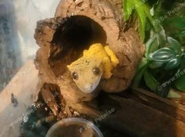 Super Dalmatian male breeding gecko