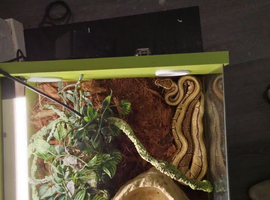 Male Royal/ball python snake