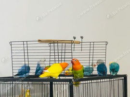 Lovebirds