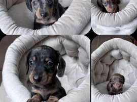 Miniature dachshunds