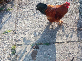Bertie the Bantam is looking for love